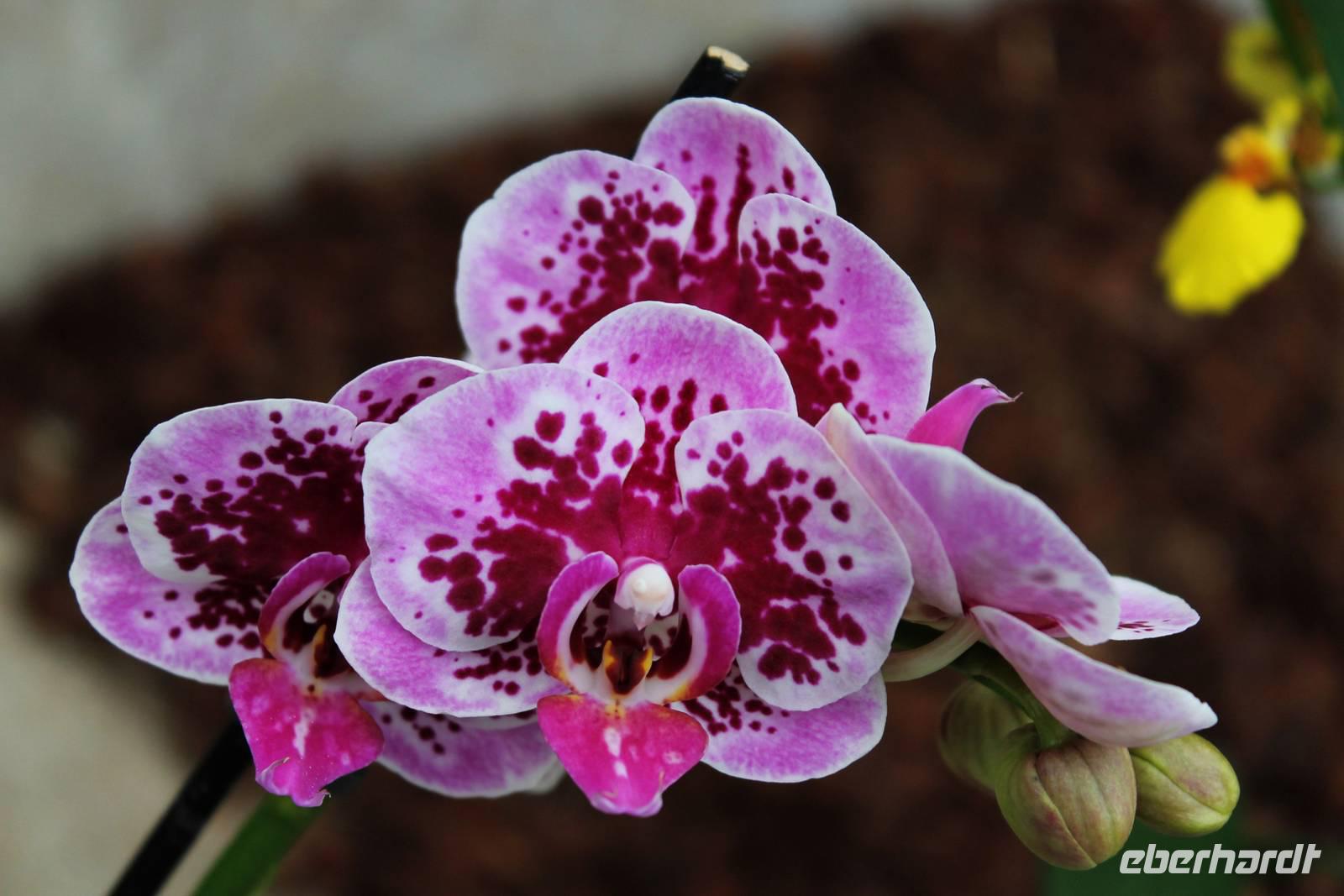 Orchideenzentrum3 &ndash; &copy; Petra Hanschke (Eberhardt TRAVEL)