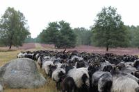 Heidschnucken &ndash; &copy; Petra Hanschke (Eberhardt TRAVEL)