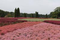 Heidegarten &ndash; &copy; Petra Hanschke (Eberhardt TRAVEL)