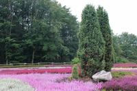 im Heidegarten &ndash; &copy; Petra Hanschke (Eberhardt TRAVEL)