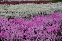 im Heidegarten &ndash; &copy; Petra Hanschke (Eberhardt TRAVEL)