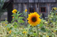 im Schäferhof Neuenkirchen &ndash; &copy; Petra Hanschke (Eberhardt TRAVEL)