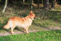 im Schäferhof Neuenkirchen - Hütehund &ndash; &copy; Petra Hanschke (Eberhardt TRAVEL)