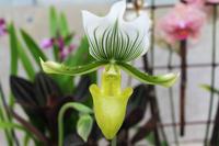 Orchideenzentrum  Frauenschuh2 &ndash; &copy; Petra Hanschke (Eberhardt TRAVEL)