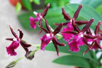 Orchideenzentrum &ndash; &copy; Petra Hanschke (Eberhardt TRAVEL)