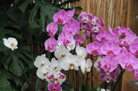 Orchideenzentrum2 &ndash; &copy; Petra Hanschke (Eberhardt TRAVEL)