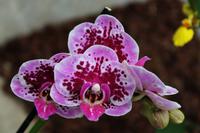 Orchideenzentrum3 &ndash; &copy; Petra Hanschke (Eberhardt TRAVEL)