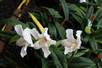 Orchideenzentrum4 &ndash; &copy; Petra Hanschke (Eberhardt TRAVEL)