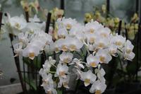 Orchideenzentrum &ndash; &copy; Petra Hanschke (Eberhardt TRAVEL)