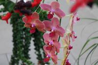 Orchideenzentrum &ndash; &copy; Petra Hanschke (Eberhardt TRAVEL)