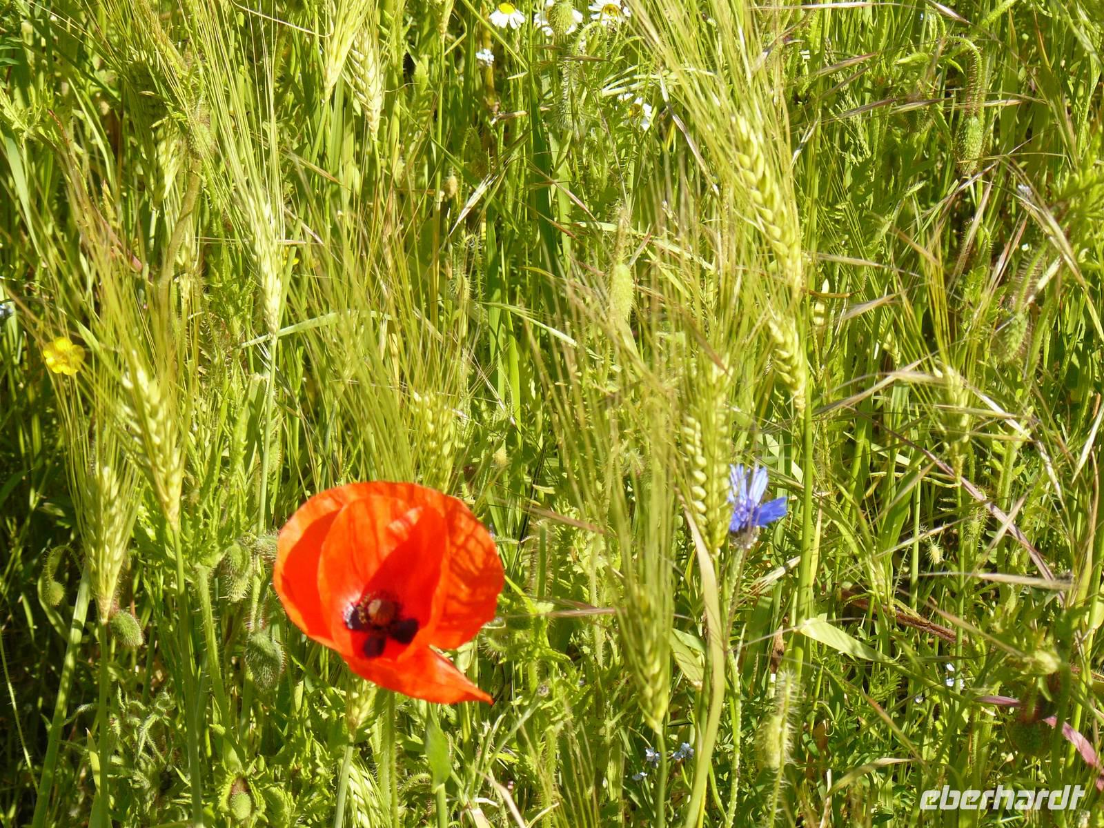 Felder bei Wustrow &ndash; &copy; Margret van Blokland (Eberhardt TRAVEL)