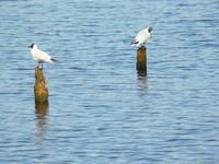 Vögel im Prerowstrom &ndash; &copy; Margret van Blokland (Eberhardt TRAVEL)