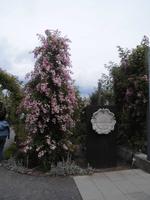 2003 - 100 Jahre Rosarium &ndash; &copy; Eva-Maria Strauß-Eberhardt (Eberhardt TRAVEL)