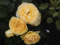 Rosenschönheit &ndash; &copy; Eva-Maria Strauß-Eberhardt (Eberhardt TRAVEL)