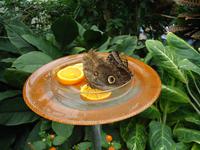 Mainau Impressionen &ndash; &copy; Walburga Lindner (Eberhardt TRAVEL)