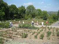 IMG_4407 Rosen &ndash; &copy; Kerstin Veit (Eberhardt TRAVEL)