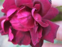 IMG_4409 schwarze Rose &ndash; &copy; Kerstin Veit (Eberhardt TRAVEL)
