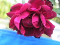 IMG_4410 Schwarze Rose &ndash; &copy; Kerstin Veit (Eberhardt TRAVEL)