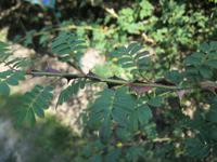 IMG_4415Stacheldrahtrose &ndash; &copy; Kerstin Veit (Eberhardt TRAVEL)