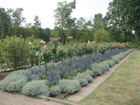 IMG_4431 Duftgarten &ndash; &copy; Kerstin Veit (Eberhardt TRAVEL)