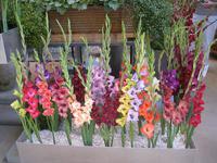 IMG_4447 Gladiolenschau &ndash; &copy; Kerstin Veit (Eberhardt TRAVEL)