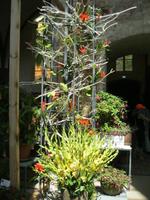 IMG_4448 Blumenhallenschau &ndash; &copy; Kerstin Veit (Eberhardt TRAVEL)