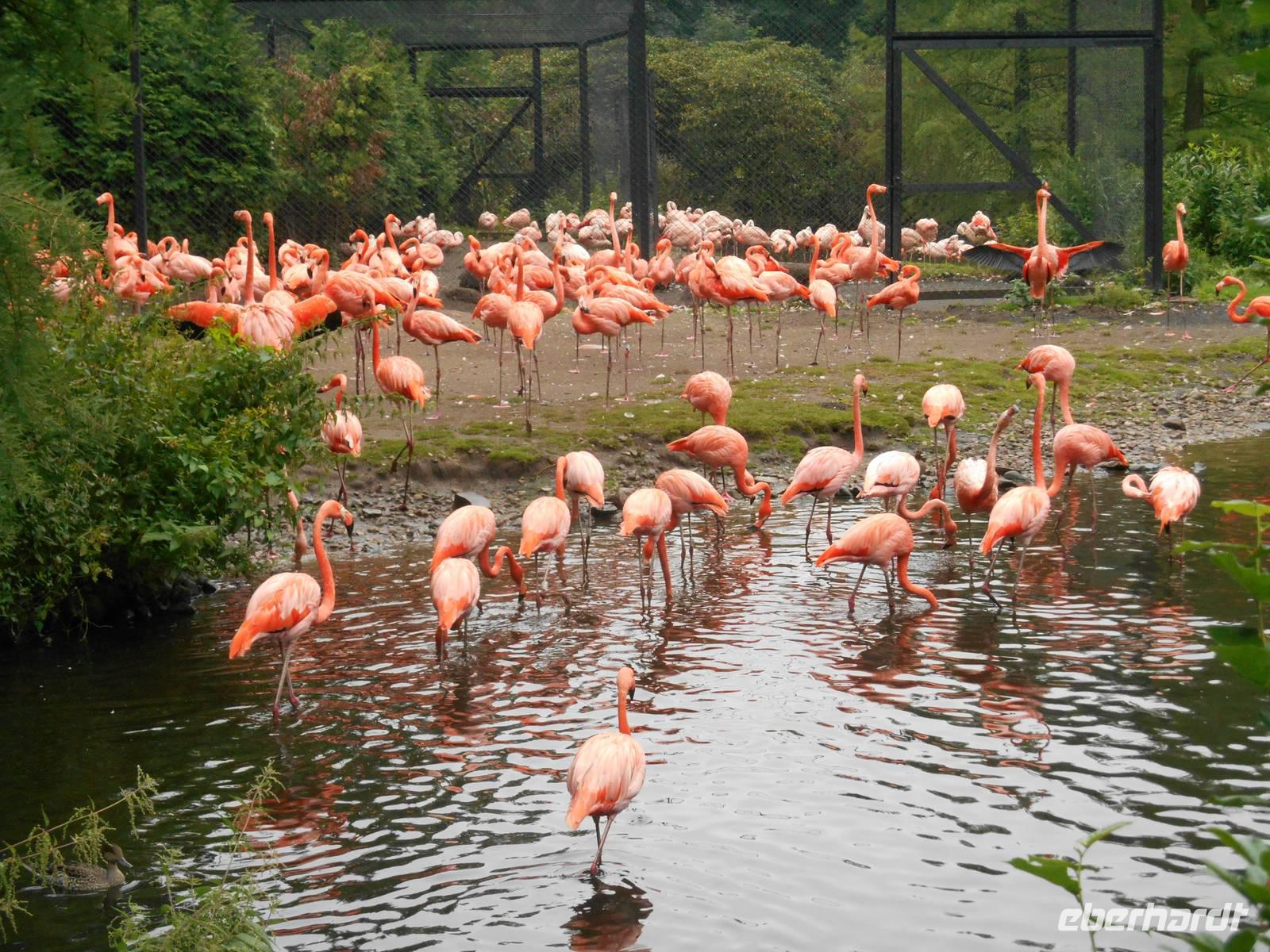 Weltvogelpark Walsrode (Kuba-Flamingos) &ndash; &copy; Katrin Deutschbein (Eberhardt TRAVEL)