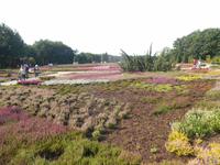Landschaftsschutzgebiet Höpen (Heidegarten) &ndash; &copy; Katrin Deutschbein (Eberhardt TRAVEL)
