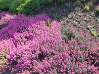 Landschaftsschutzgebiet Höpen (Heidegarten) &ndash; &copy; Katrin Deutschbein (Eberhardt TRAVEL)