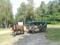 Kutschfahrt durch die Lüneburger Heide &ndash; &copy; Katrin Deutschbein (Eberhardt TRAVEL)