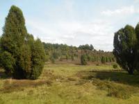Kutschfahrt durch die Lüneburger Heide &ndash; &copy; Katrin Deutschbein (Eberhardt TRAVEL)