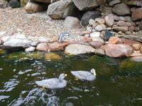 Weltvogelpark Walsrode &ndash; &copy; Katrin Deutschbein (Eberhardt TRAVEL)