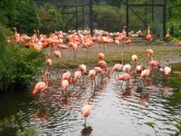 Weltvogelpark Walsrode (Kuba-Flamingos) &ndash; &copy; Katrin Deutschbein (Eberhardt TRAVEL)