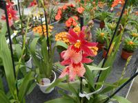 Orchideenzentrum Wichmann in Celle &ndash; &copy; Katrin Deutschbein (Eberhardt TRAVEL)