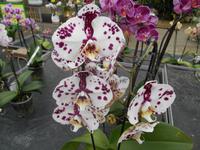 Orchideenzentrum Wichmann in Celle &ndash; &copy; Katrin Deutschbein (Eberhardt TRAVEL)