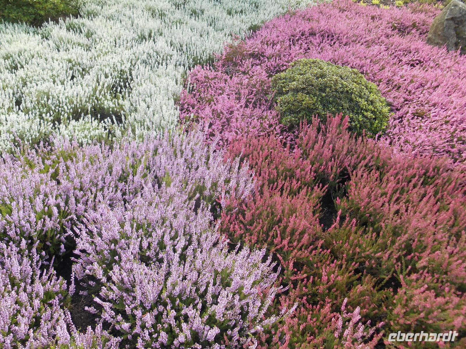 Landschaftsschutzgebiet Höpen (Heidegarten) &ndash; &copy; Katrin Deutschbein (Eberhardt TRAVEL)