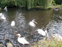 Weltvogelpark Walsrode (bei den Pelikanen...) &ndash; &copy; Katrin Deutschbein (Eberhardt TRAVEL)