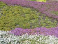Landschaftsschutzgebiet Höpen (Heidegarten) &ndash; &copy; Katrin Deutschbein (Eberhardt TRAVEL)