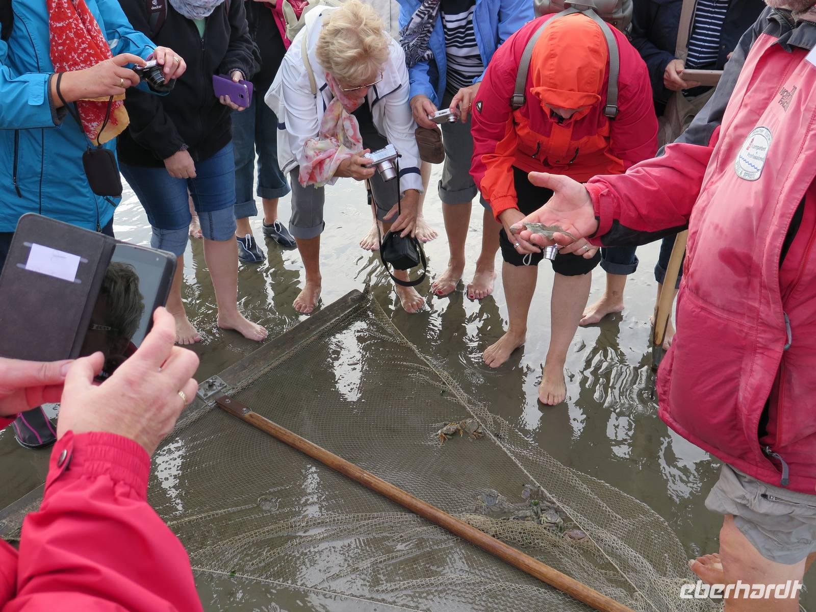 Wattführung Büsum &ndash; &copy; Marina Zimmermann-Sedlick (Eberhardt TRAVEL)