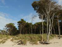 Darßer Weststrand &ndash; &copy; Margret van Blokland (Eberhardt TRAVEL)