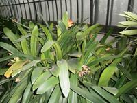 Clivia &ndash; &copy; Gabriele Schwarze (Eberhardt TRAVEL)