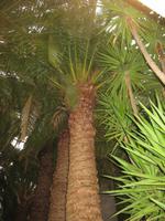 Im Palmenhaus, Bad Pyrmont &ndash; &copy; Ina Lakermann (Eberhardt TRAVEL)