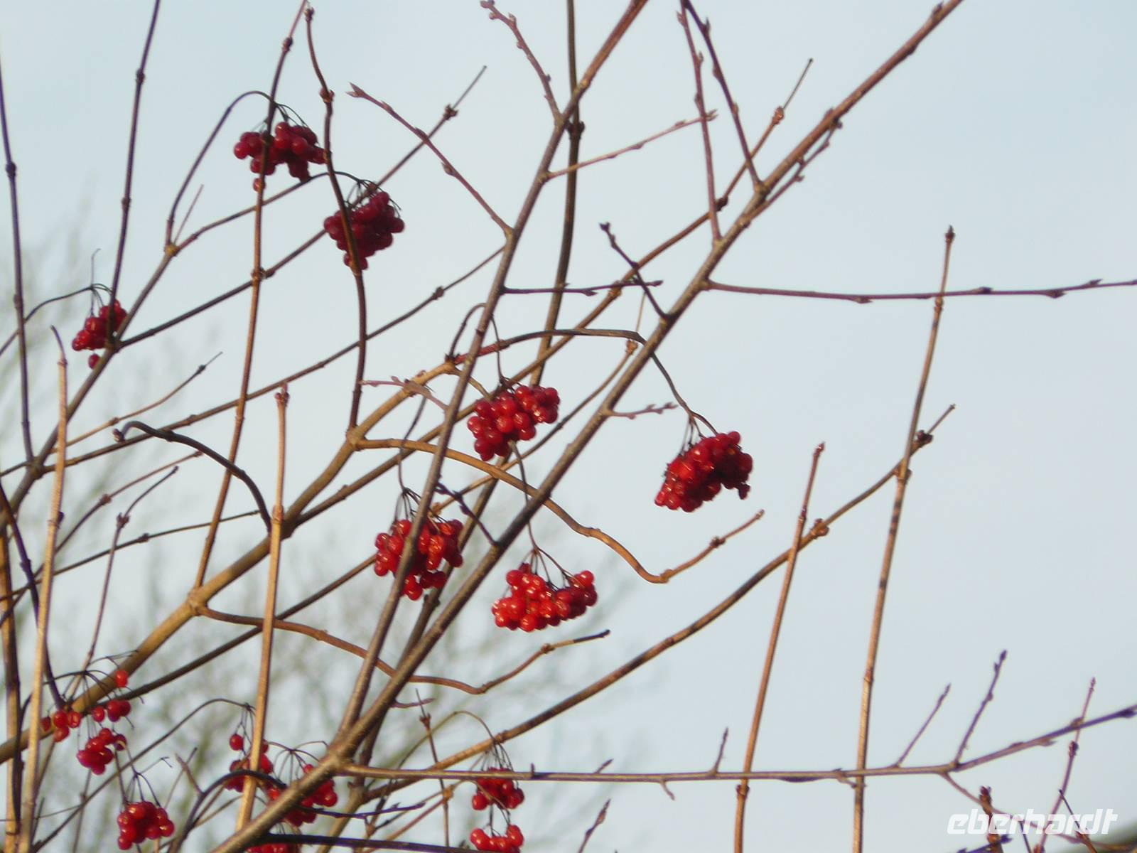 Winter am Darss 2 &ndash; &copy; Margret van Blokland (Eberhardt TRAVEL)