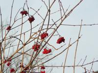 Winter am Darss 2 &ndash; &copy; Margret van Blokland (Eberhardt TRAVEL)