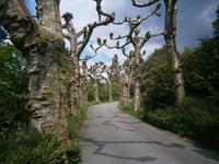 Ein Platanenweg &ndash; &copy; Karl-Heinz Meinig (Eberhardt TRAVEL)