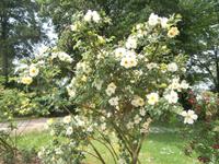 Europa Rosarium Sangerhausen &ndash; &copy; Ingrid Langer (Eberhardt TRAVEL)