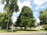 Wolfenbüttel-Baumhasel Baum &ndash; &copy; Ingrid Langer (Eberhardt TRAVEL)