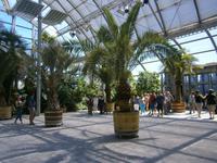 Im Palmenhaus der Insel Mainau
