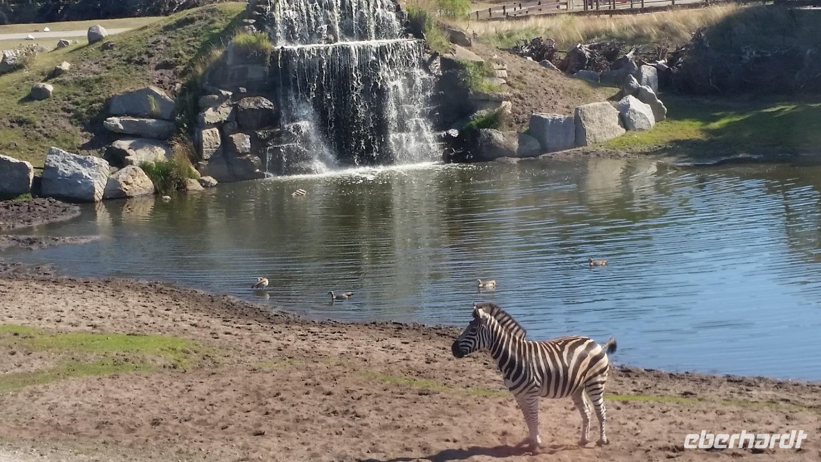 Serengeti Park Hodenhagen &ndash; &copy; Christina Schwarz (Eberhardt TRAVEL)