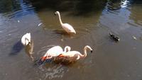 Vogelpark Walsrode &ndash; &copy; Christina Schwarz (Eberhardt TRAVEL)